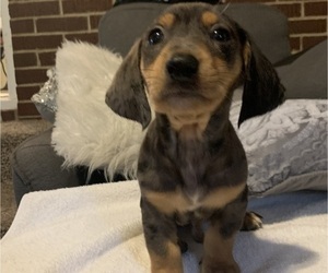 Dachshund Puppy for Sale in LUMBERTON, North Carolina USA