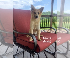 American Eskimo Dog-Australian Cattle Dog Mix Puppy for sale in HILLSBORO, WI, USA