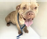 Small Photo #2 American Bulldog-Unknown Mix Puppy For Sale in Houston, TX, USA