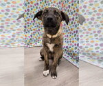 Small #2 Anatolian Shepherd Mix
