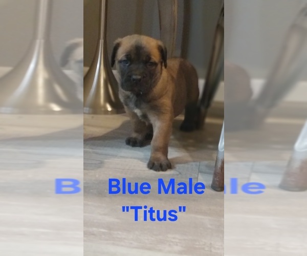 Medium Photo #7 Cane Corso Puppy For Sale in DANVILLE, IL, USA