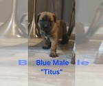 Small #6 Cane Corso