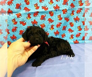 YorkiePoo Puppy for sale in WINNSBORO, LA, USA