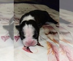 Small Photo #5 Boston Terrier Puppy For Sale in CORTEZ, CO, USA