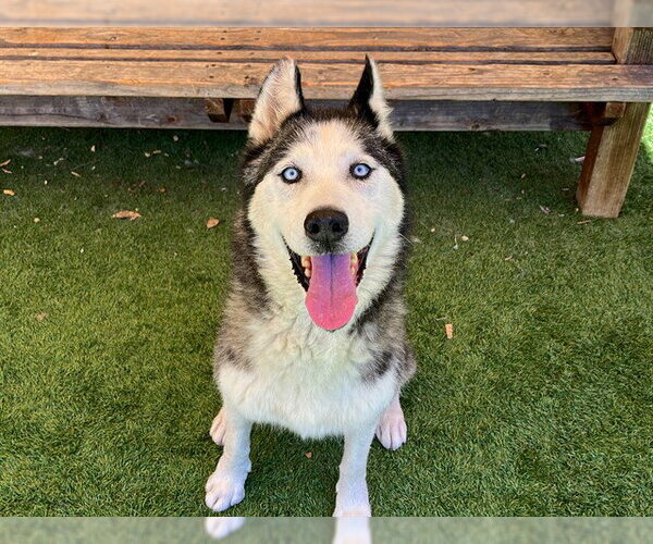 Medium Photo #1 Siberian Husky Puppy For Sale in Orange, CA, USA