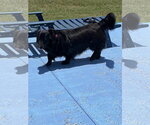 Small #10 Border Collie Mix