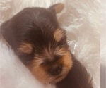 Small Photo #5 Yorkshire Terrier Puppy For Sale in W WARWICK, RI, USA