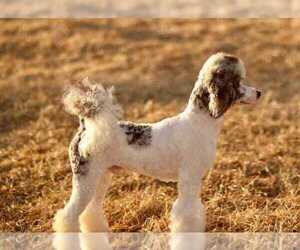 Father of the Aussiedoodle Miniature -Poodle (Miniature) Mix puppies born on 03/12/2024