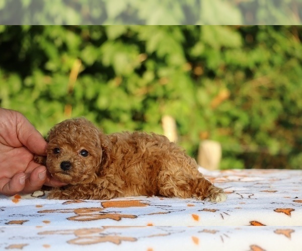 Medium Photo #30 Poodle (Toy) Puppy For Sale in DYERSBURG, TN, USA
