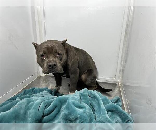 Medium Photo #1 American Pit Bull Terrier-Unknown Mix Puppy For Sale in Modesto, CA, USA