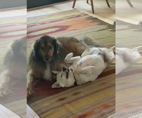 Medium Photo #4 Mutt Puppy For Sale in Candler, NC, USA
