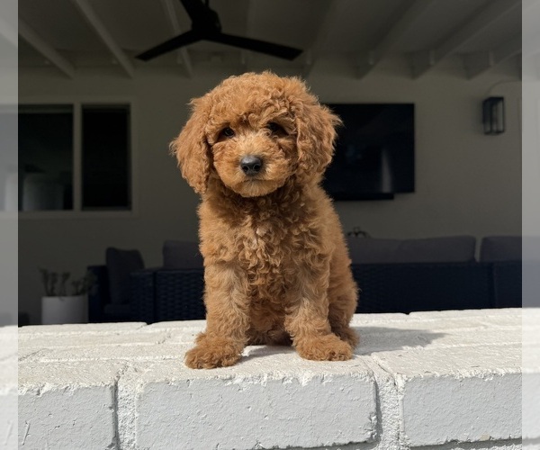 Medium Photo #2 Poodle (Miniature) Puppy For Sale in MARYSVILLE, CA, USA