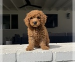 Small #1 Poodle (Miniature)