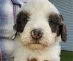 Small #1 Bernedoodle (Miniature)