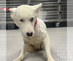Small #1 Mutt