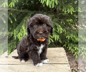 Havanese Puppy for sale in MIDDLEBURY, IN, USA