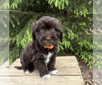 Image preview for Ad Listing. Nickname: Jasper
