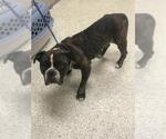 Small American Bulldog Mix
