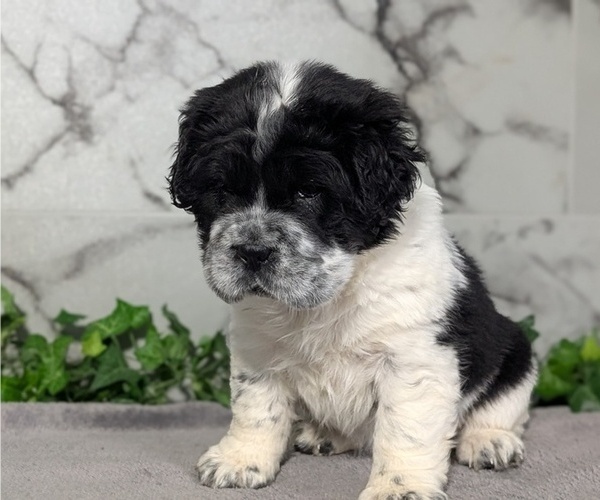 Medium Photo #7 Cocker-Pei Puppy For Sale in GOSHEN, IN, USA