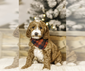 Goldendoodle Puppy for Sale in LIVE OAK, California USA