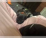 Small Photo #32 Frenchie Pug Puppy For Sale in BLOOMINGTON, IL, USA