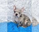 Small Photo #1 French Bulldog Puppy For Sale in SANDY HOOK, KY, USA