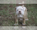 Small Photo #1 Olde English Bulldogge Puppy For Sale in LEXINGTON, OK, USA