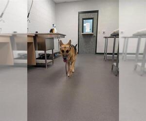 German Shepherd Dog Dogs for adoption in Corpus Christi, TX, USA