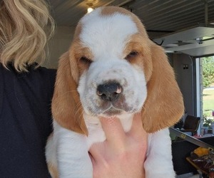 Basset Hound Puppy for Sale in FRANKFORT, Kansas USA