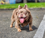 Small Photo #1 French Bulldog Puppy For Sale in PORTLAND, OR, USA
