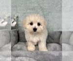 Small #3 Maltipoo