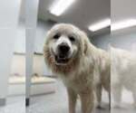Small #2 Great Pyrenees