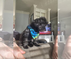 Maltipoo (Toy) Dogs for adoption in Spring, TX, USA