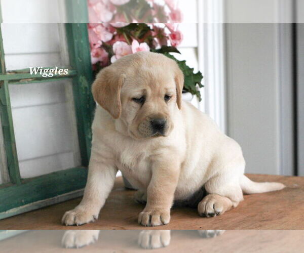 Medium Photo #1 Labrador Retriever Puppy For Sale in STANLEY, NY, USA