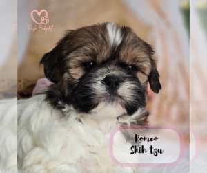 Shih Tzu Puppy for Sale in ELMHURST, Illinois USA