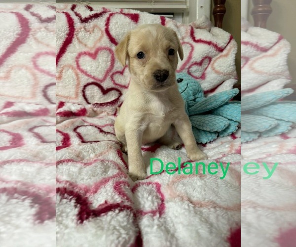 Medium Photo #1 Labrador Retriever-Unknown Mix Puppy For Sale in pomfret, CT, USA
