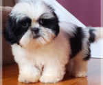 Puppy 7 Shih Tzu