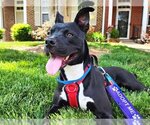 Small #1 American Staffordshire Terrier Mix