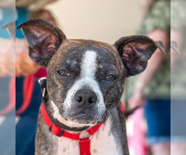 Medium Photo #5 Boston Terrier-Unknown Mix Puppy For Sale in Mundelein, IL, USA