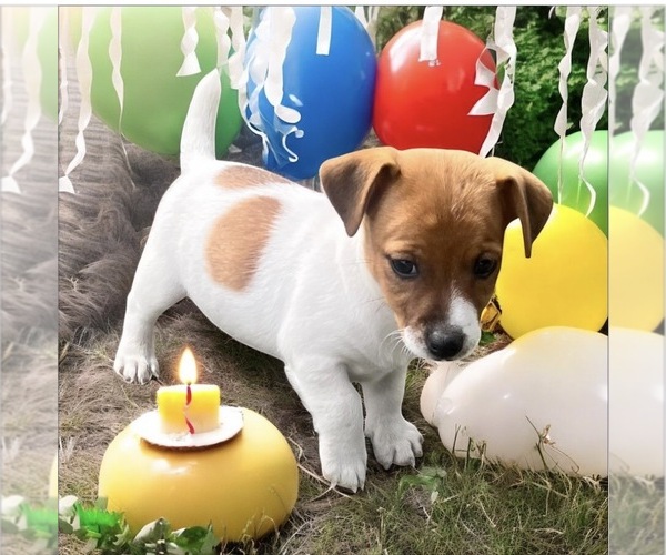 Medium Photo #1 Jack Russell Terrier Puppy For Sale in NASHVILLE, NC, USA
