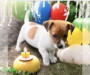 Jack Russell Terrier Puppy for sale in NASHVILLE, NC, USA