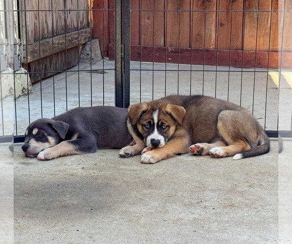 Medium Photo #4 Labrador Retriever-Unknown Mix Puppy For Sale in San Diego, CA, USA