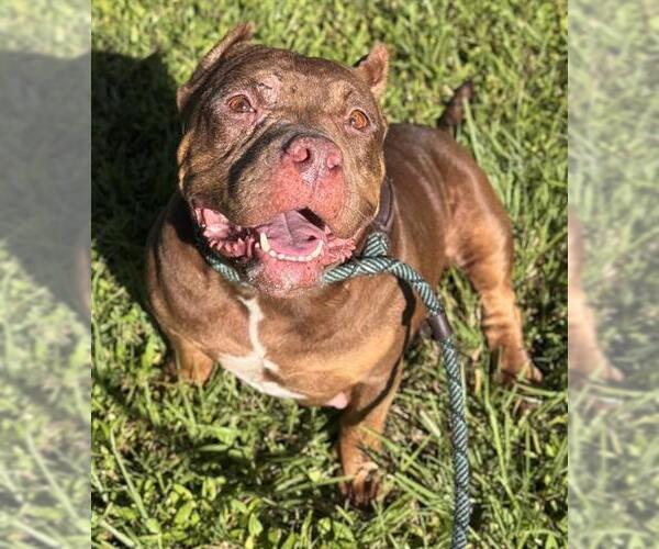 Medium Photo #1 American Staffordshire Terrier Puppy For Sale in Fort Lauderdale, FL, USA