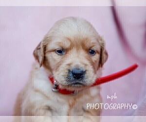 Golden Retriever Puppy for sale in LIBERTY, KY, USA