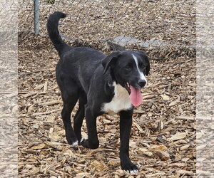 Ricky - Male Labrador Retriever Dog for Adoption - Photo #8
