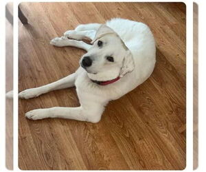 Great Pyrenees Dogs for adoption in Houston, TX, USA