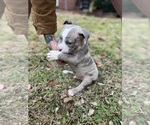 Small Photo #7 American Bully Puppy For Sale in LANCASTER, PA, USA
