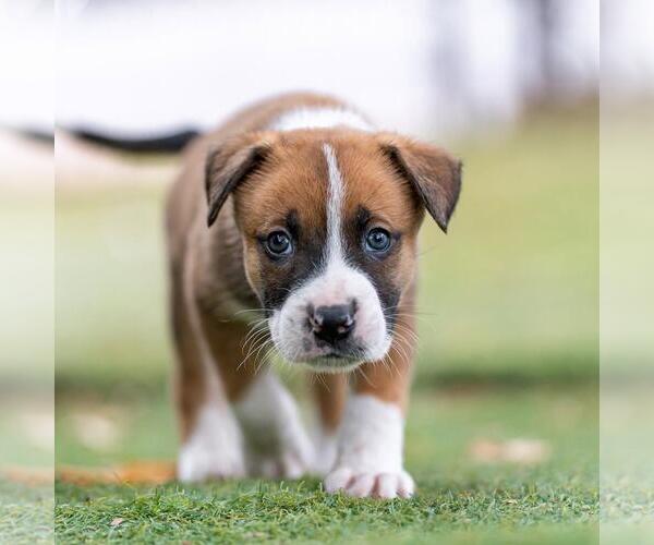 Medium Photo #3 Boxer-Unknown Mix Puppy For Sale in San Diego, CA, USA