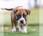 Small #2 Boxer Mix