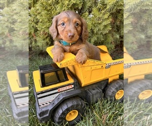 Dachshund Puppy for sale in MIDDLEBURY, IN, USA